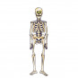 Halloween Skeleton Cut-Out Halloween Skeleton Cut-Out